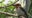 Bird once extinct in the wild makes comeback with help from Disney’s Animal Kingdom