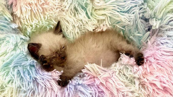 Over 2 dozen sick, injured kittens saved by Brevard County rescue during Hurricane Milton