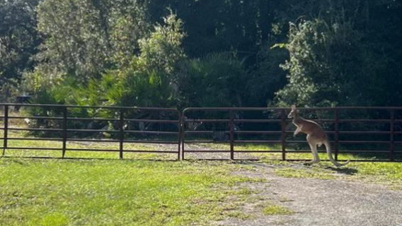 Kangaroo missing in Florida after a bear apparently entered its enclosure: sheriff