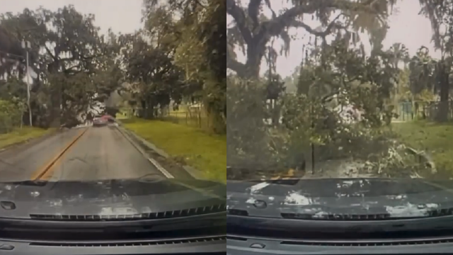 Video: Tree snaps, falls on top of car during Hurricane Milton
