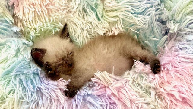 Over 2 dozen sick, injured kittens saved by Brevard County rescue during Hurricane Milton