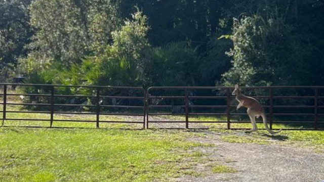 Kangaroo missing in Florida after a bear apparently entered its enclosure: sheriff