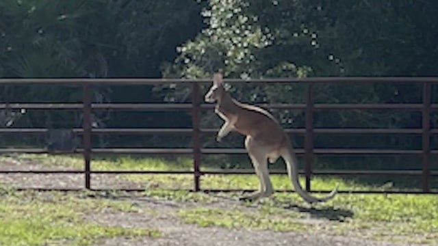 Kangaroo missing for weeks in Volusia County found safe, owner cited for 'improper caging': FWC