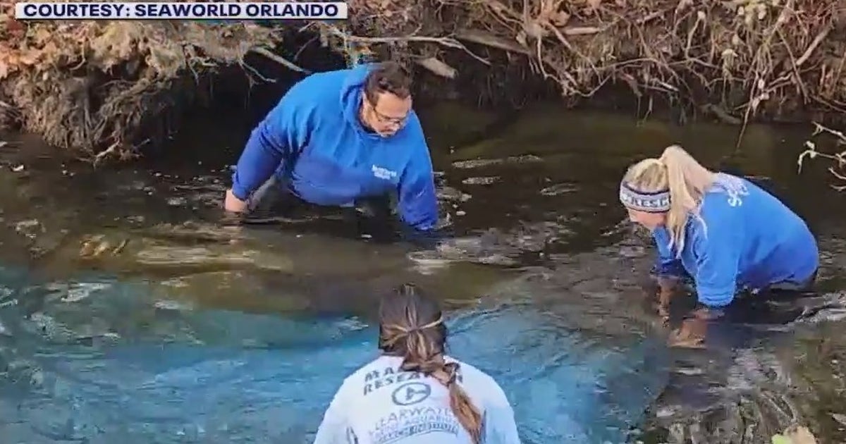 2 rescued manatees receiving care at SeaWorld Orlando | FOX 35 Orlando