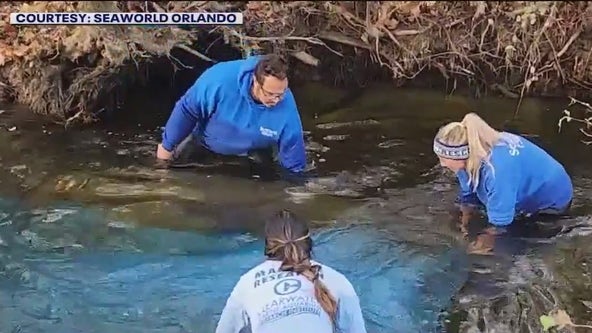 2 rescued manatees receiving care at SeaWorld Orlando