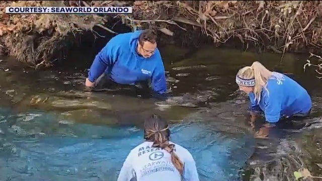 2 rescued manatees receiving care at SeaWorld Orlando