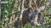 Florida man spots monkey along St. Johns River in Volusia County