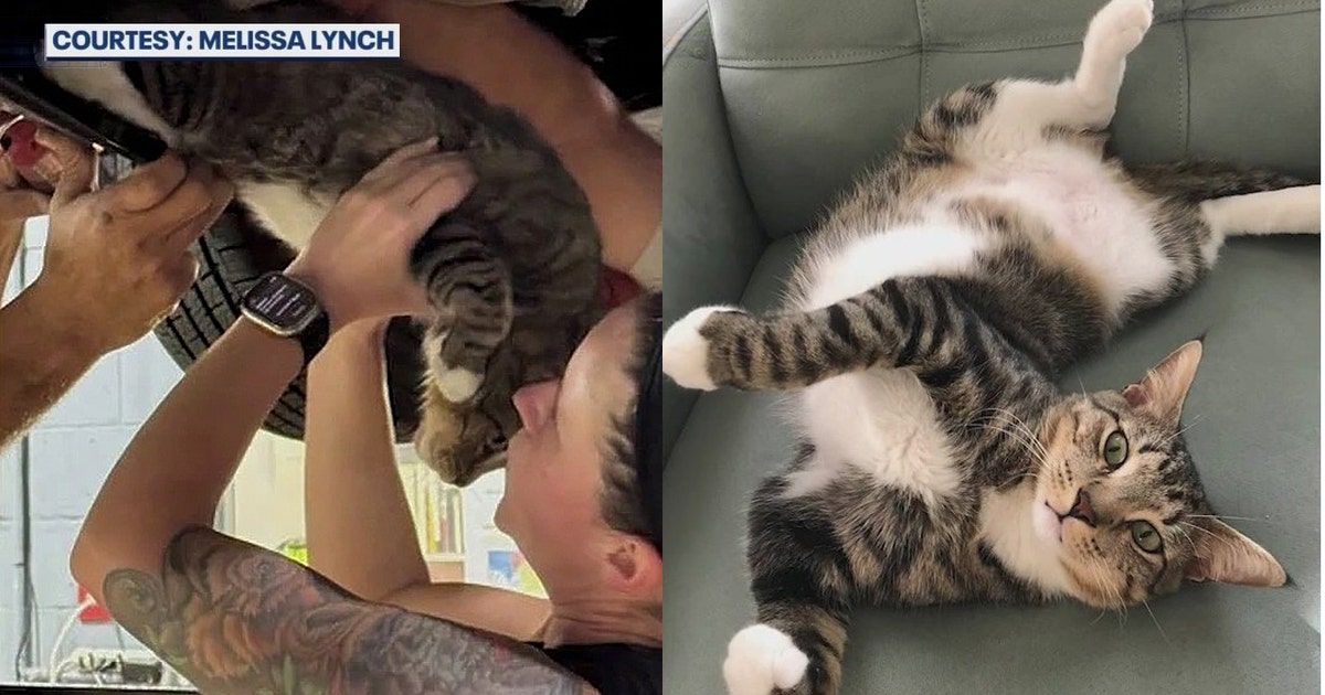 Lost Florida cat 'Flounder' found in surprising spot after weekend ...