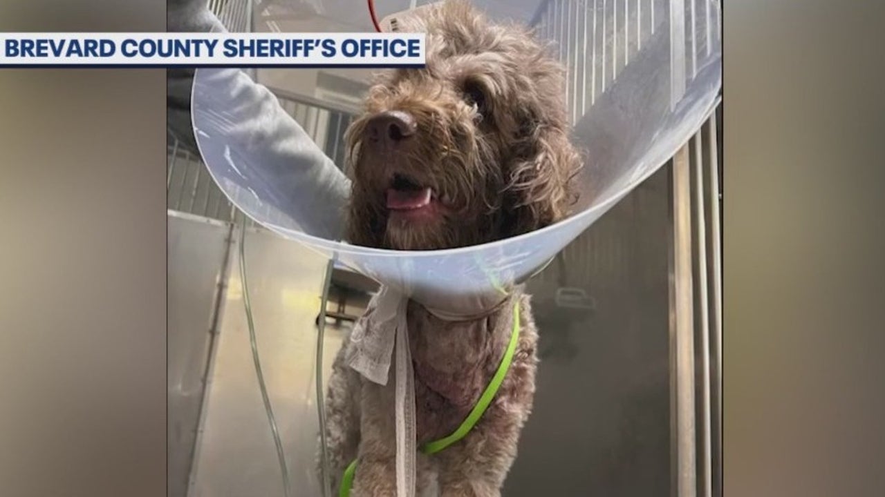 Shooting of Goldendoodle puppy in Brevard County sparks outcry | FOX 35 ...
