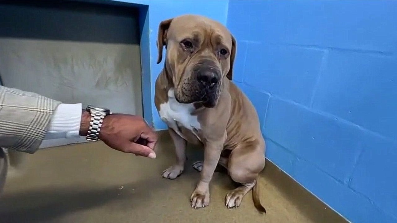 ‘Broken-hearted’ 100-pound dog, Mashed Potato, surrendered to Florida shelter