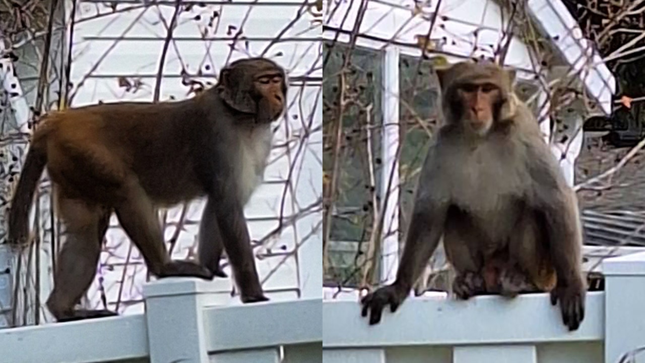 Orange City residents warned of monkey sightings: 'Do NOT feed or