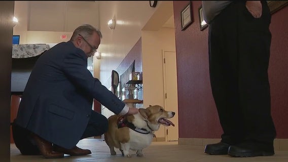 Flagler County Fire Rescue welcomes first responder therapy dog, 'Taco'