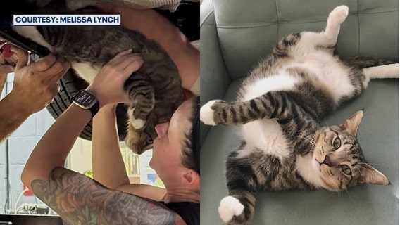 Lost Florida cat 'Flounder' found in surprising spot after weekend search