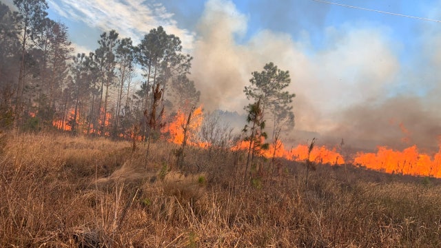 Daytona Beach brush fire burns 100 acres near Margaritaville: Fire officials