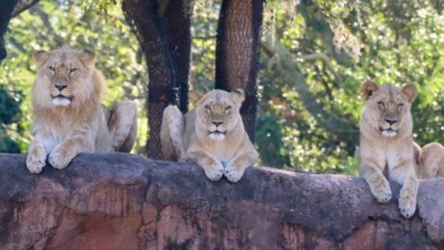 Walt Disney World adds three lion siblings to the Savanna at Animal Kingdom