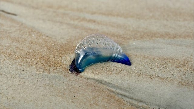 Portuguese man o' war washing ashore at Volusia County beaches: Do they sting?