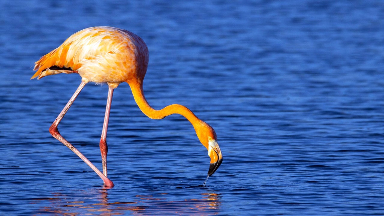 Florida lawmakers consider replacing state bird