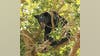 FWC to hold virtual public meetings on black bear hunting proposals