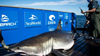 Jaws heads south for spring break, massive great white shark pings off Florida coast