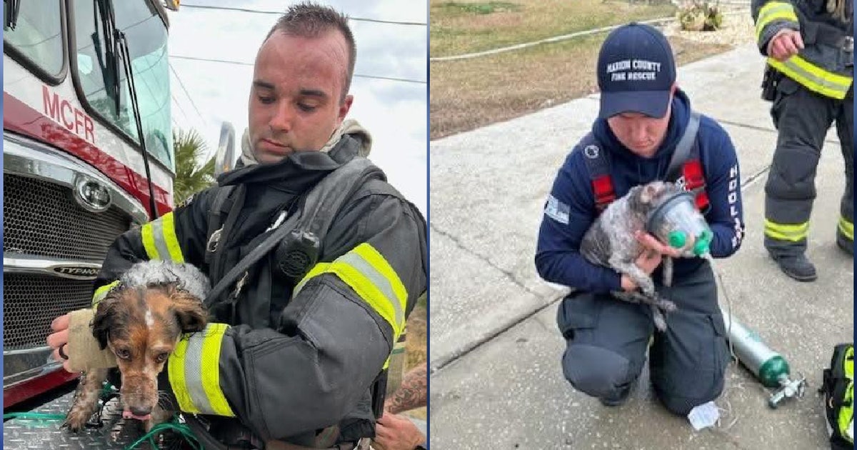 Florida firefighters rescue dogs from burning home | FOX 35 Orlando