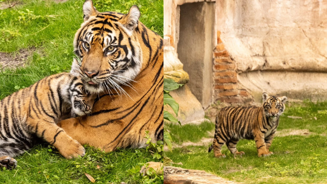 Walt Disney World welcomes 4-month-old tiger cub at Animal Kingdom's  Maharajah Jungle Trek | FOX 35 Orlando