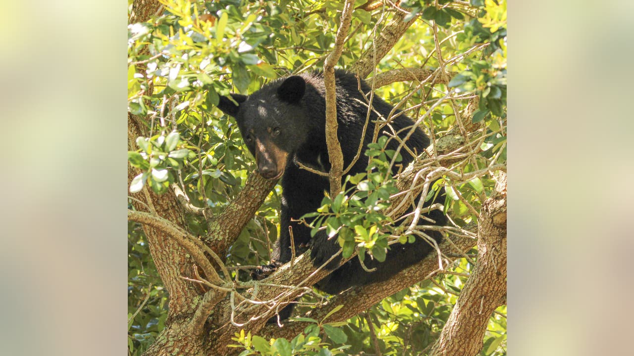 Man bitten by bear in Florida while stopping fight with his dog, FWC says