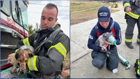 Florida firefighters rescue dogs from burning home