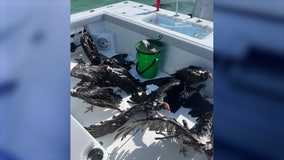 Strange catch: Florida boat captain rescues stranded vultures found in the Gulf near the keys