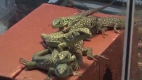 People buy reptiles, exotic pets at Repticon this weekend in Orlando
