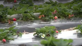 How people, plants, and pets deal with cold weather as winter storm moves into Florida