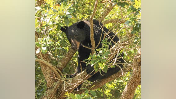 FWC to hold virtual public meetings on black bear hunting proposals