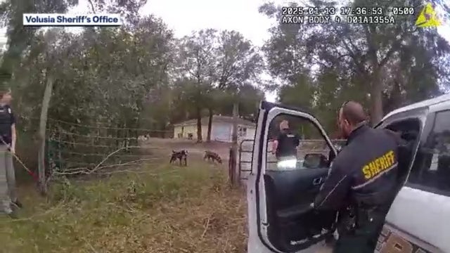 Florida boy killed by dogs while petting them, owner to be charged, sheriff says: 'He never had a chance'