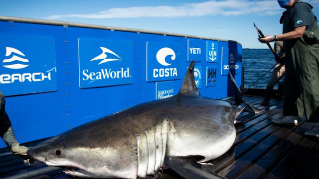 Massive great white shark heads to south Florida for spring break, pings off the coast of Vero Beach