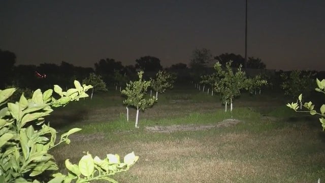 Lake County citrus farmers bracing for coldest temps of the season