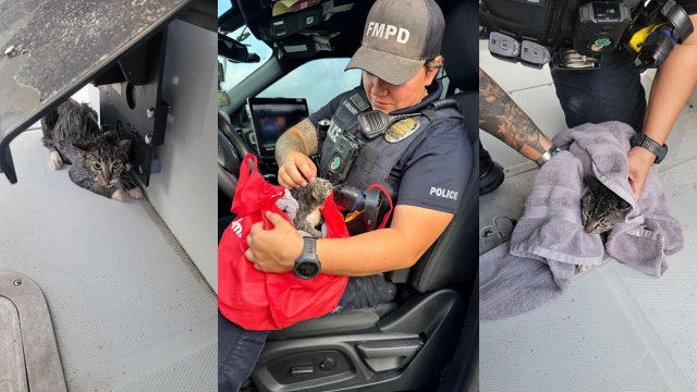 Kitten rescued from Caloosahatchee River by Fort Myers police officer