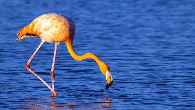 Florida lawmakers consider replacing state bird