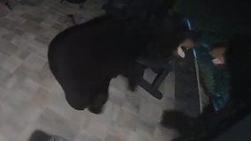 Florida bears fighting in neighbor's backyard: 'My house is like a zoo'