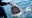 Largest shark ever tagged by research group spotted off Florida coast