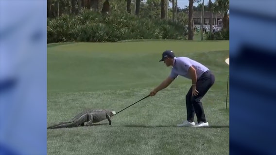 Video: PGA Tour star Billy Horschel shoos gator off Florida course with golf club in wild scene