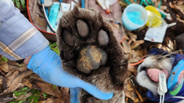 FWC collars heaviest Florida panther ever recorded: See the photos