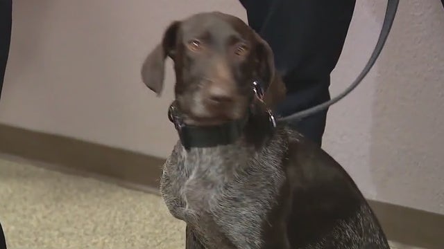 Altamonte Springs Police welcome city’s first gun-detecting K-9