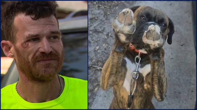 Florida man says his boxer dog helped scare off 2 coyotes during a walk