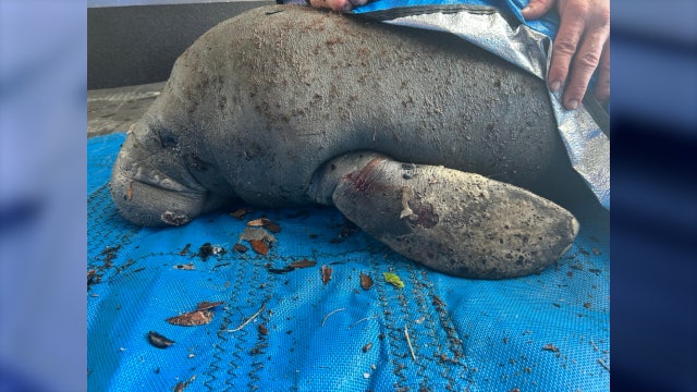 Small Florida manatee saved by FWC, transported to SeaWorld for cold stress rehabilitation