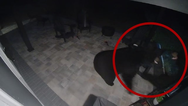 Florida bears fighting in neighbor's backyard: 'My house is like a zoo'