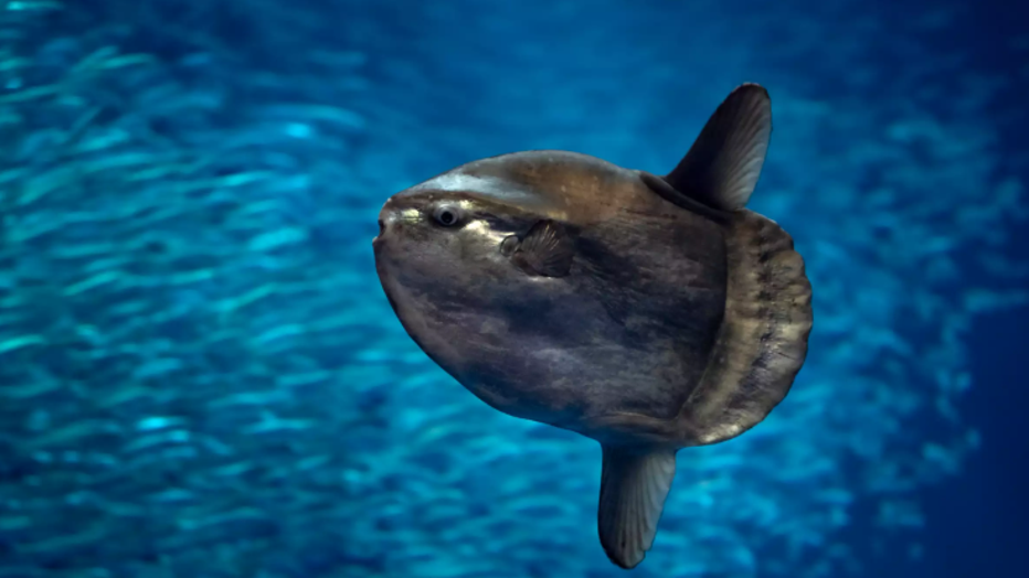 Monterery Bay Aquarium 