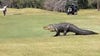 VIDEO: Enormous Florida alligator wanders golf course
