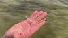'Ray of hope': Seagrass growing again in parts of Indian River Lagoon as restoration efforts continue
