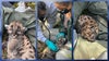 Florida welcomes three new baby panthers, officials say
