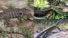 Brevard County man charged with 20 misdemeanors for prohibited reptile violations