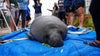 SeaWorld Orlando rescues 1,000th manatee, reaches major conservation milestone